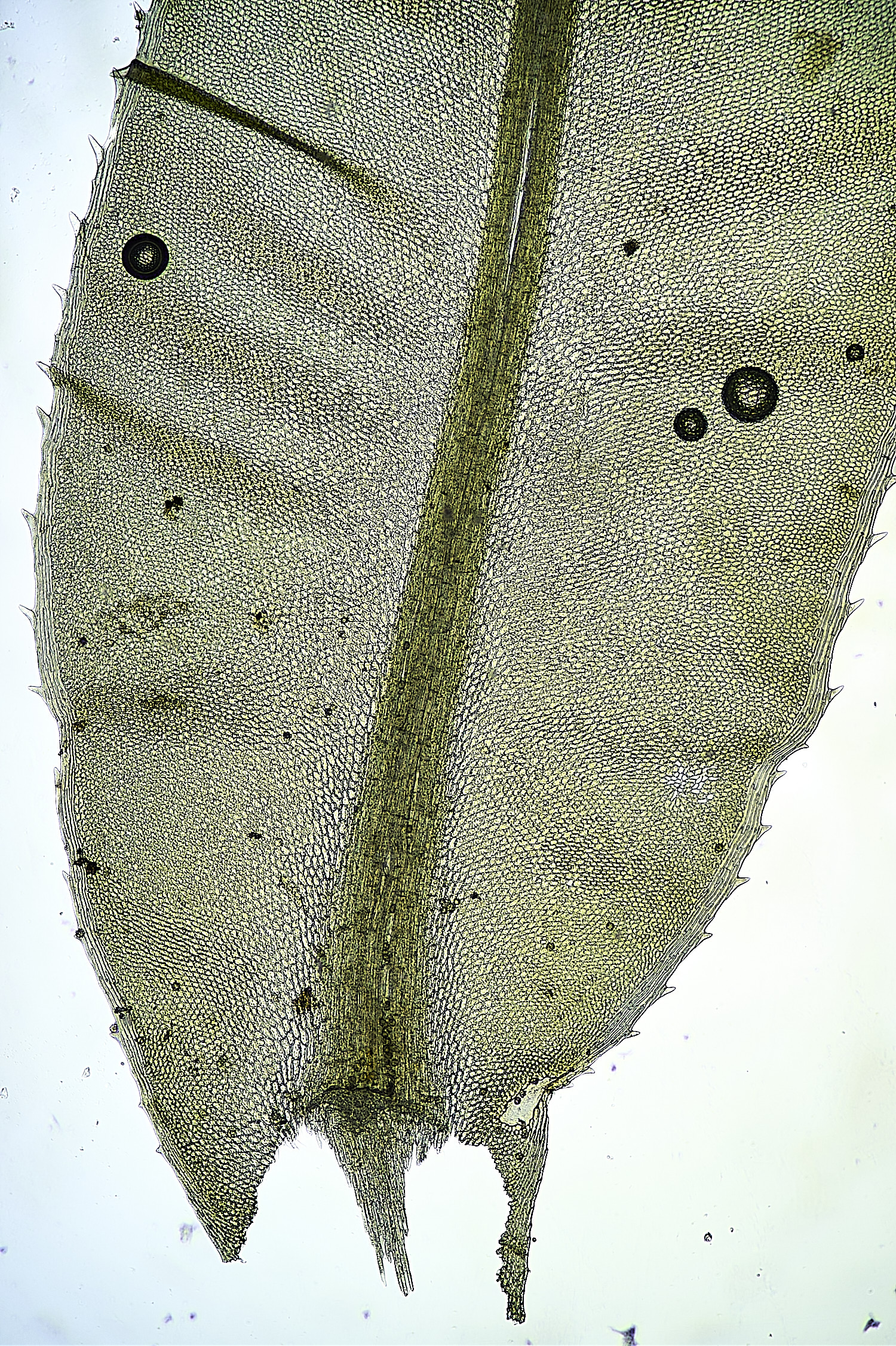 StrumpshawPlagiomniumelatum150326-2