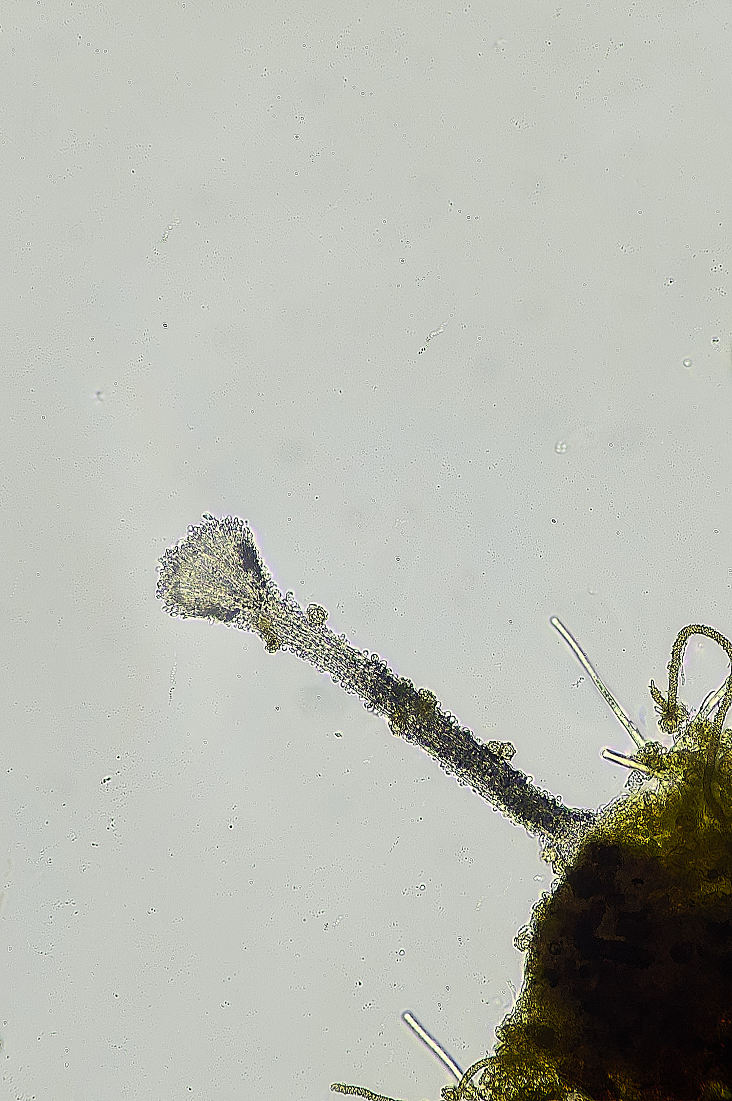 StrumpshawSlimeMoldFungus150326-3