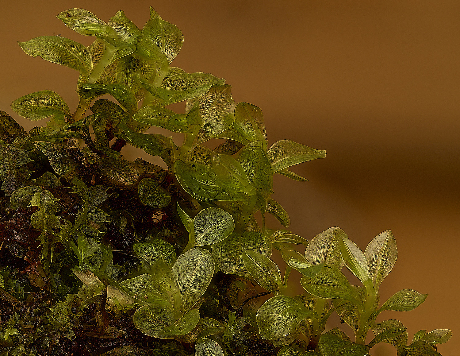 StrumshawRhizomniumpunctatum150326-3