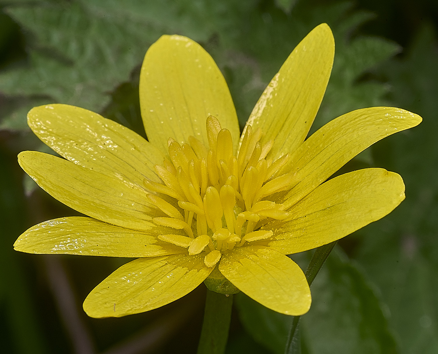 SusteadFicariaverna310326-1