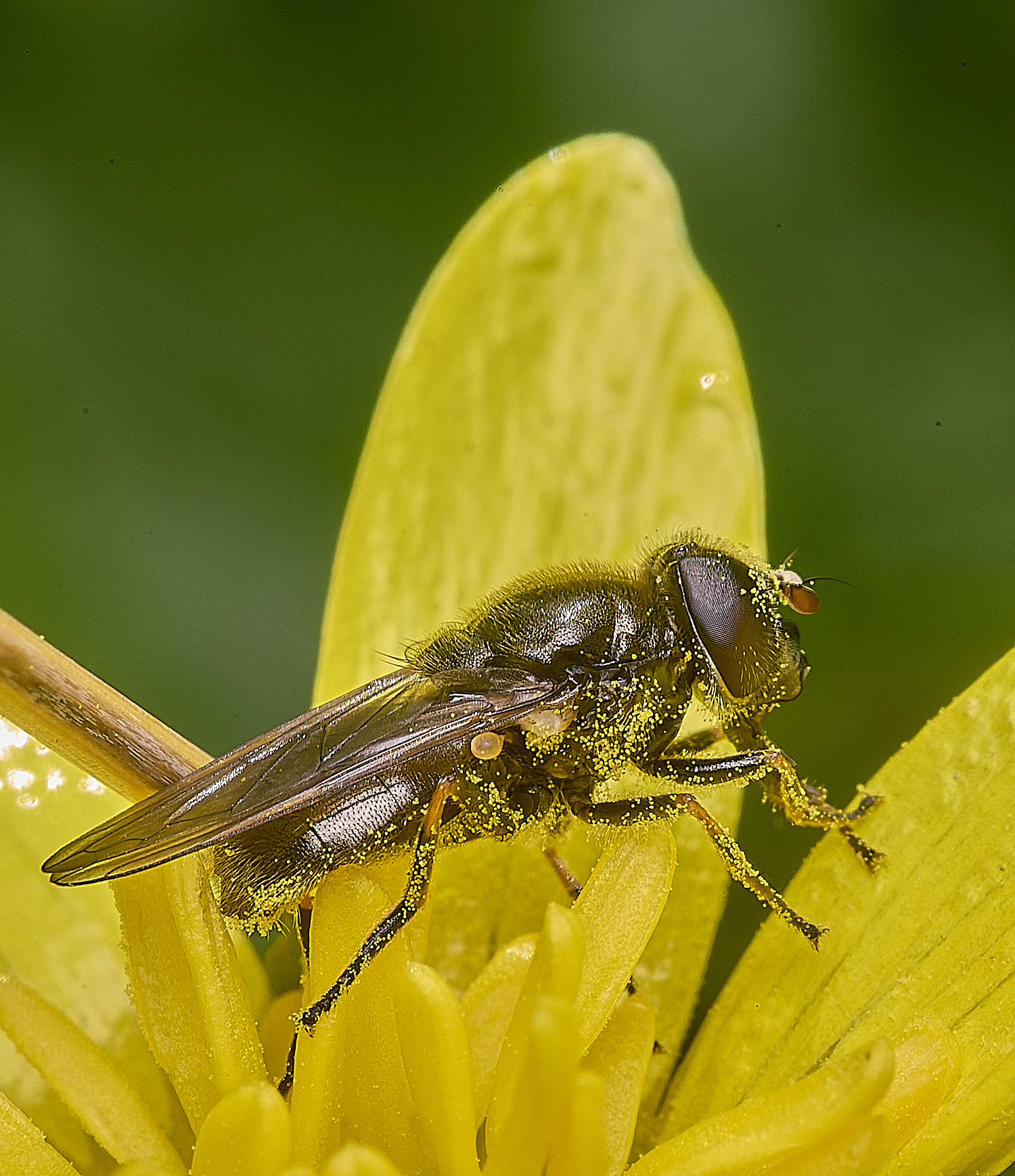 SusteadHoverfly310326-1