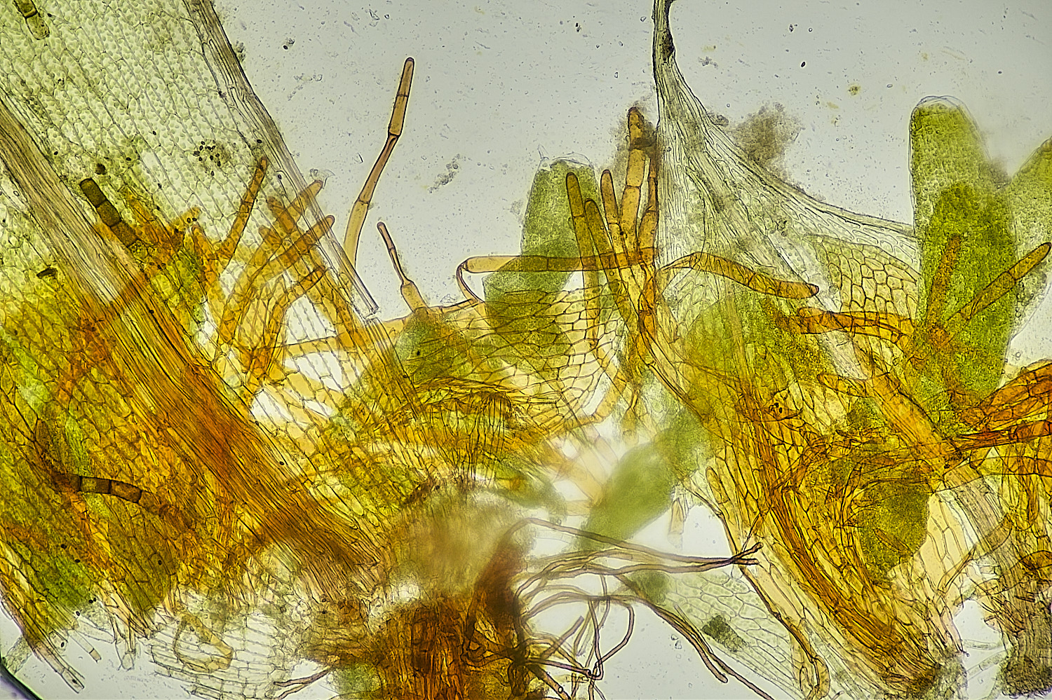 TheNarboroughsBcapillare290326-1