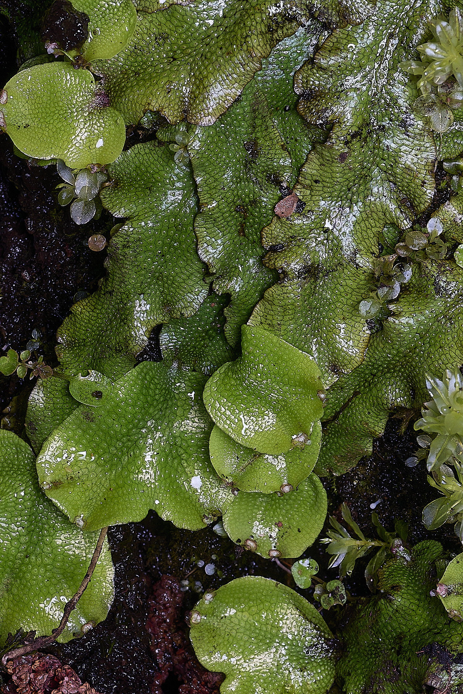 TheNarboroughsConcephalum290326-1