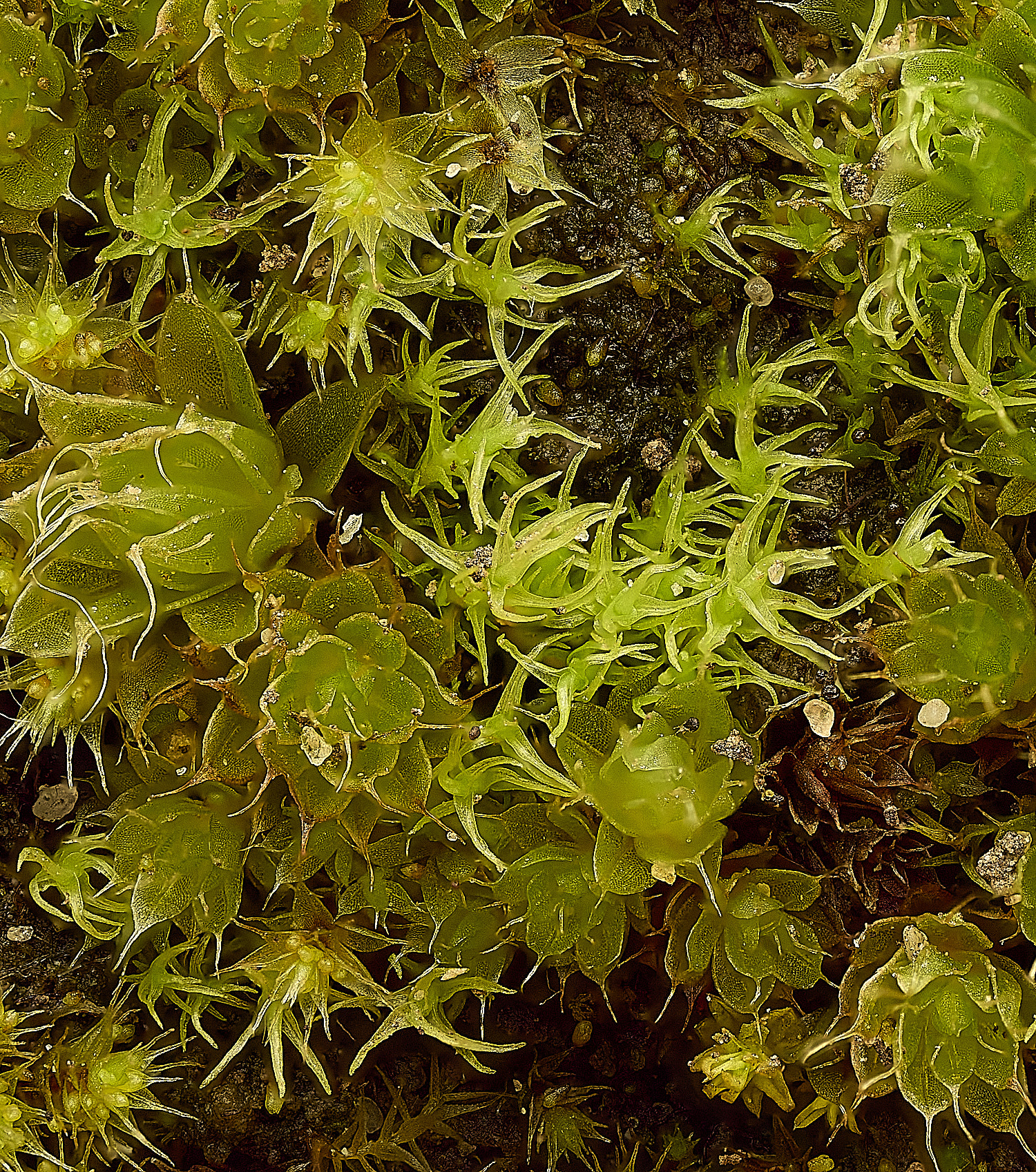 TheNarboroughsDicranellasshreberiana290326-2