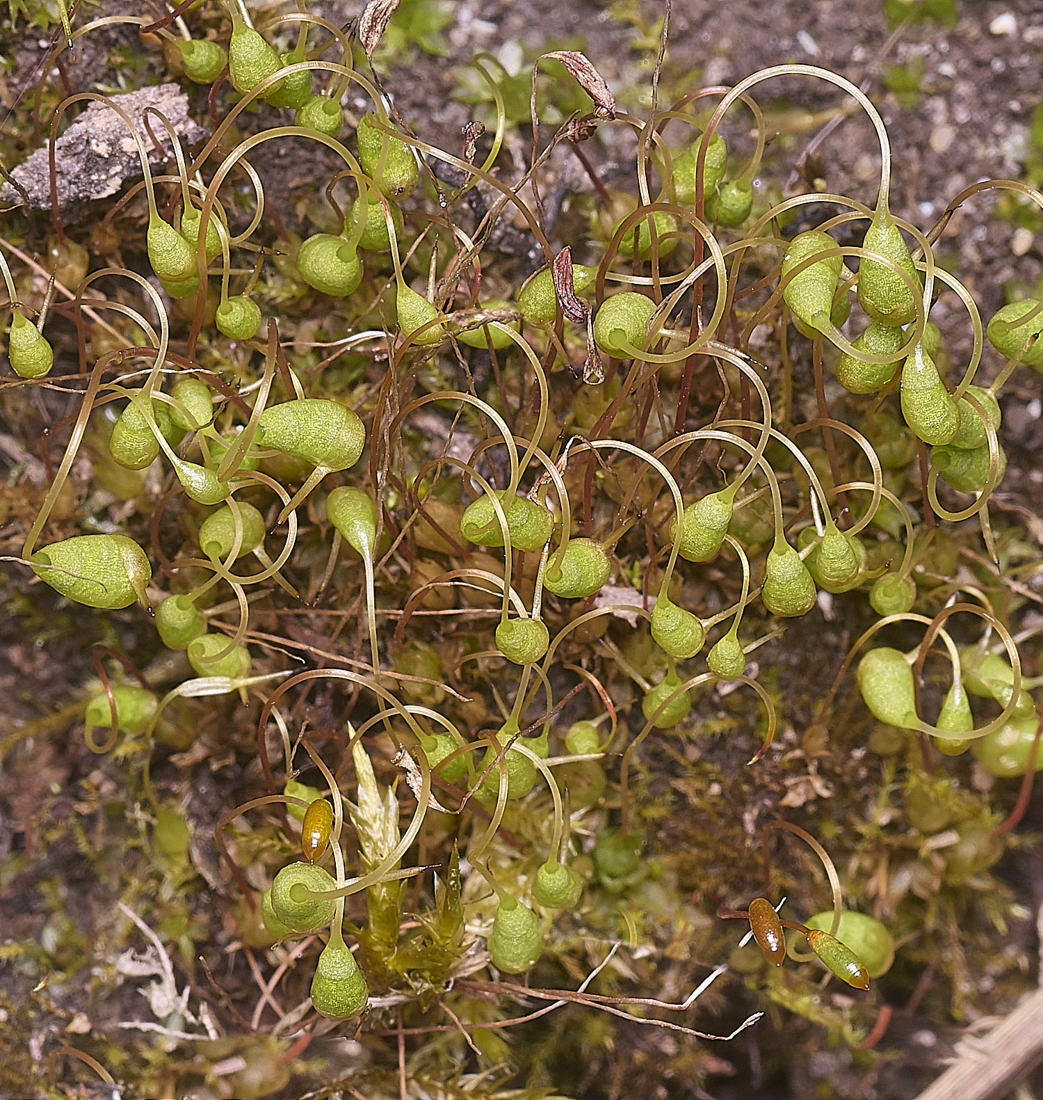 TheNarboroughshygrometrica290326-3