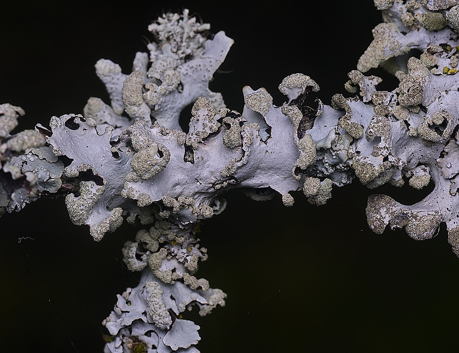 TheNarboroughsLichen1290326-1