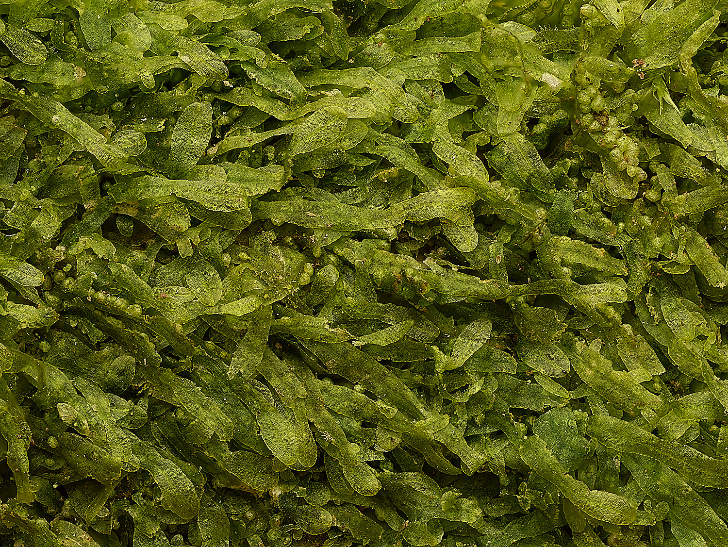 TheNarboroughsMfurcata290326-1