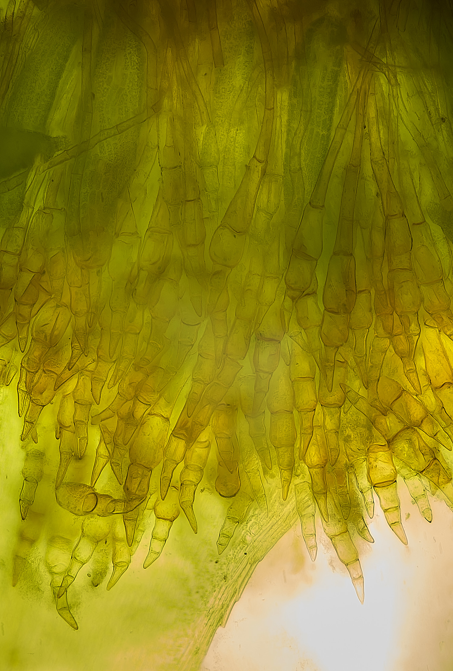 TheNarboroughsMniumhornum290326-3