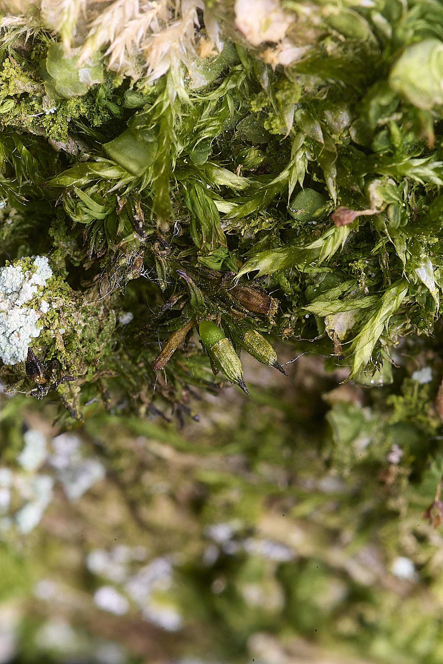 TheNarboroughsOrthotrichumtenellum290326-1