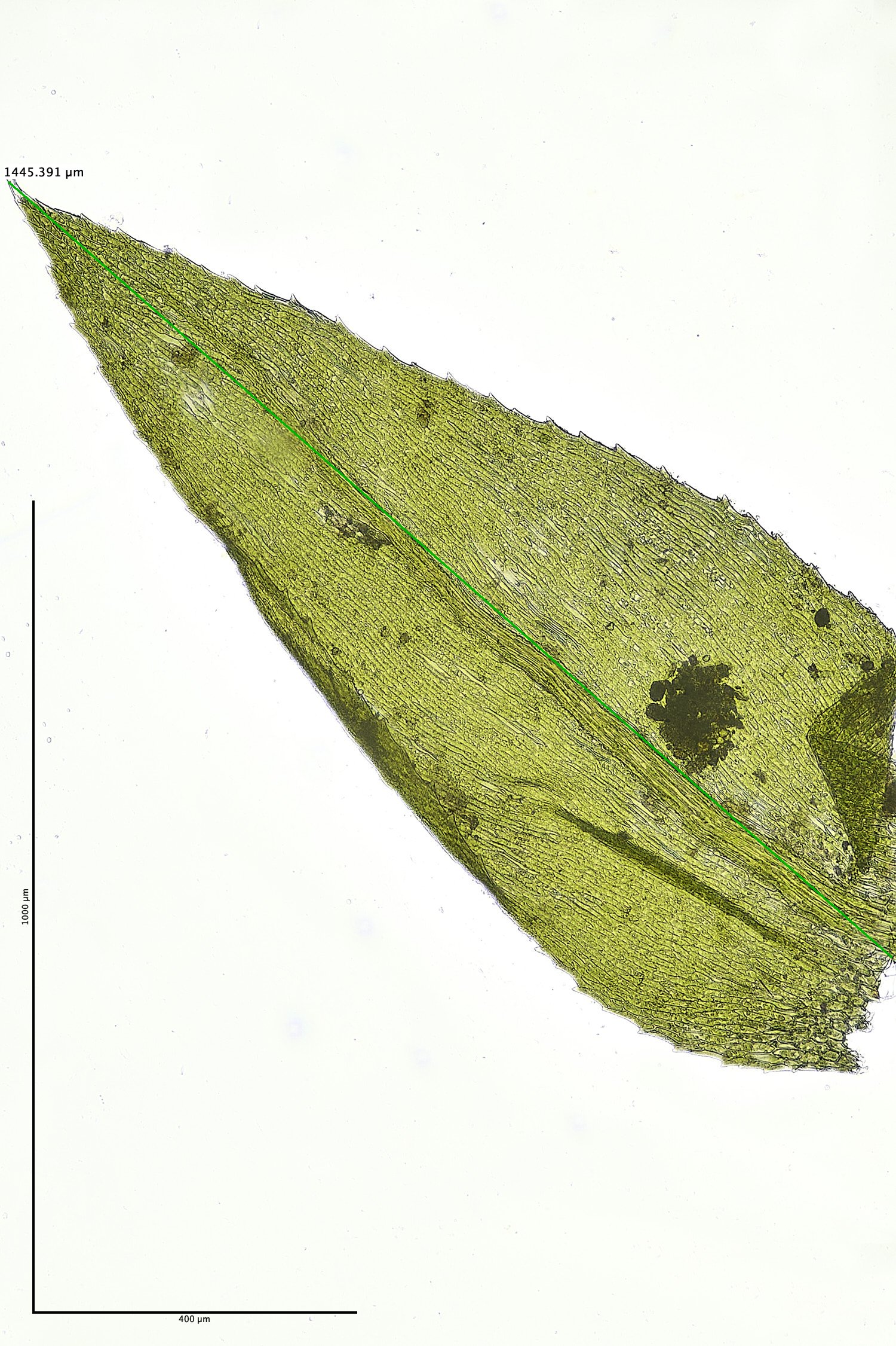 TheNarboroughsOxrrhynchiumSp300326-1dM