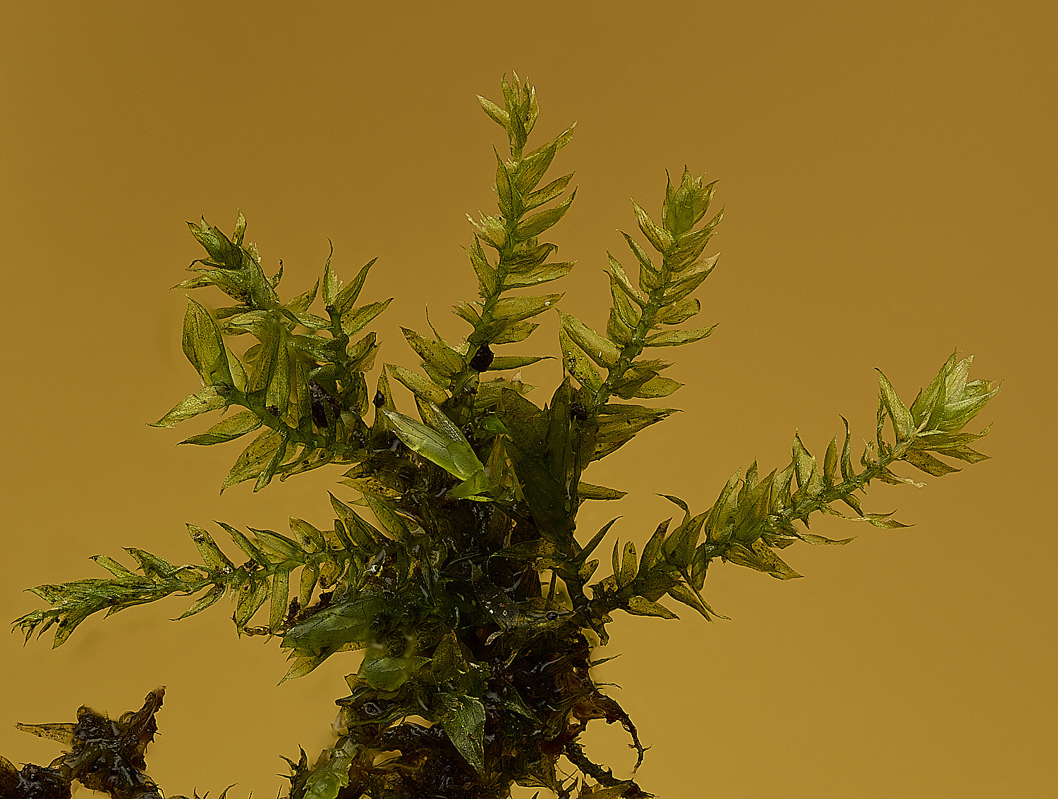 TheNarboroughsOxyrrhnchiumspeciosum290326-4