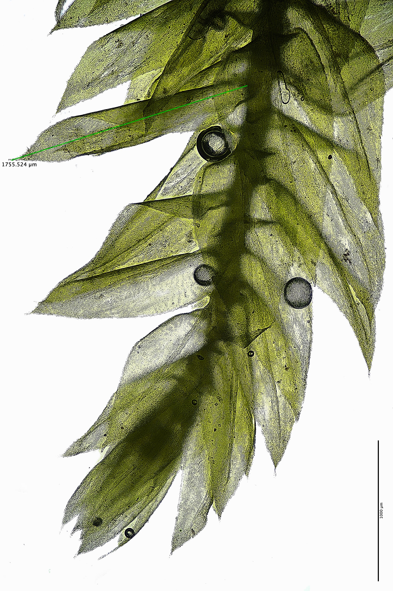 TheNarboroughsOxyrrhynchiumSp260326-5M