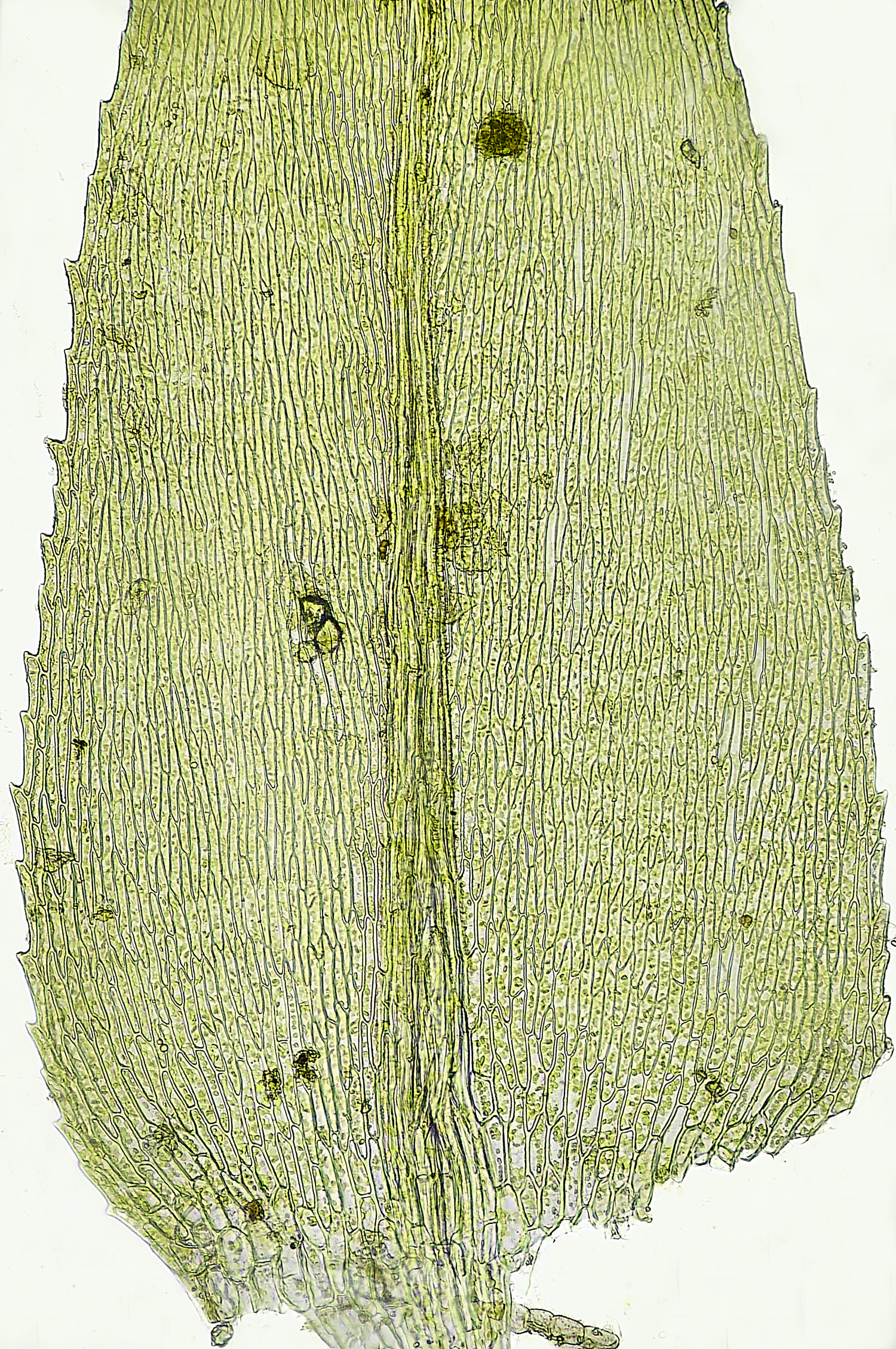 TheNarboroughsOxyrrhynchiumSp300326-1a