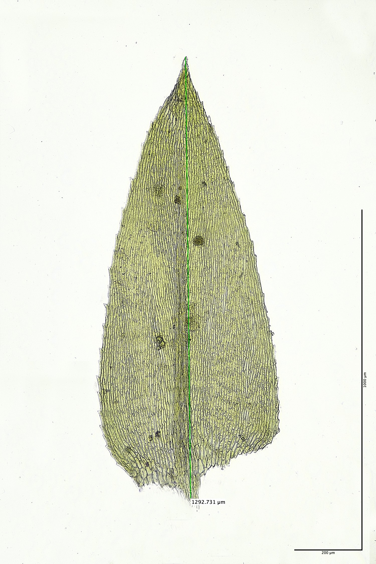 TheNarboroughsOxyrrhynchiumSp300326-6M