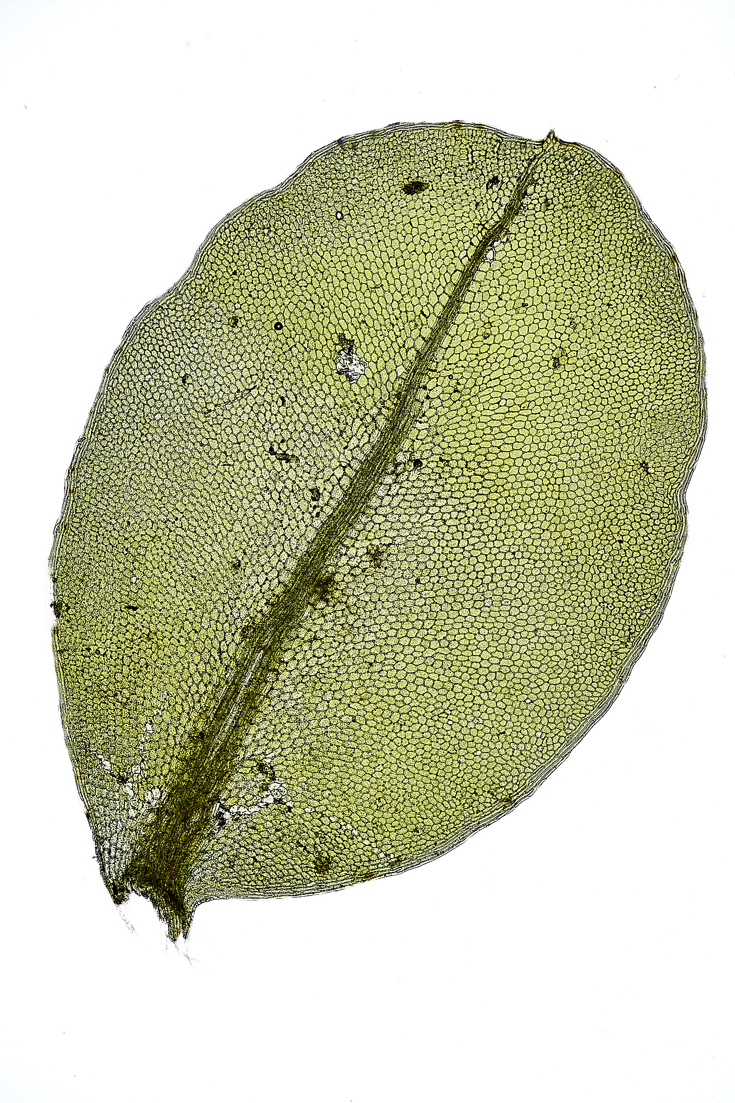 TheNarboroughsPlagiomniumellipticum290326-1