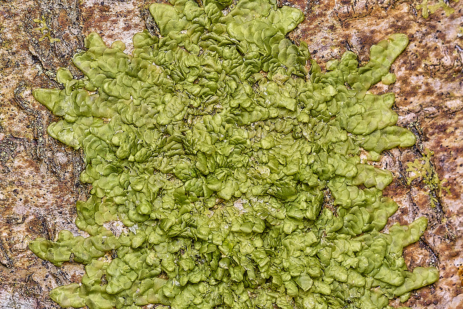 TheNarboroughsRadula complenatum290326-1