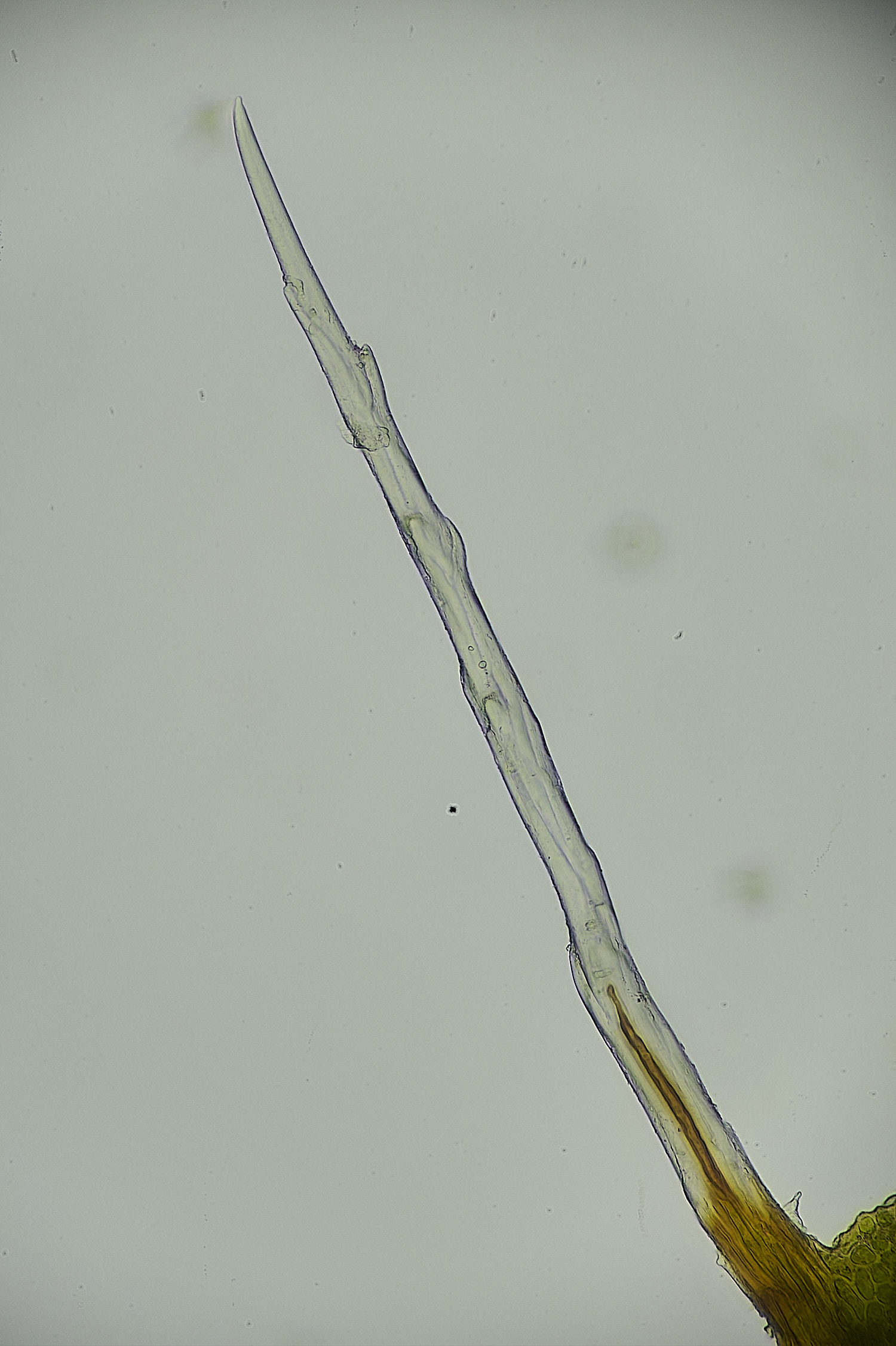 TheNarboroughsSyntrichiaintermedia260326-3