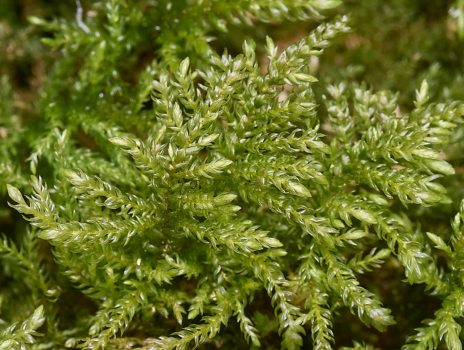 TheNarboroughsThamnobryumalopecurum290326-1