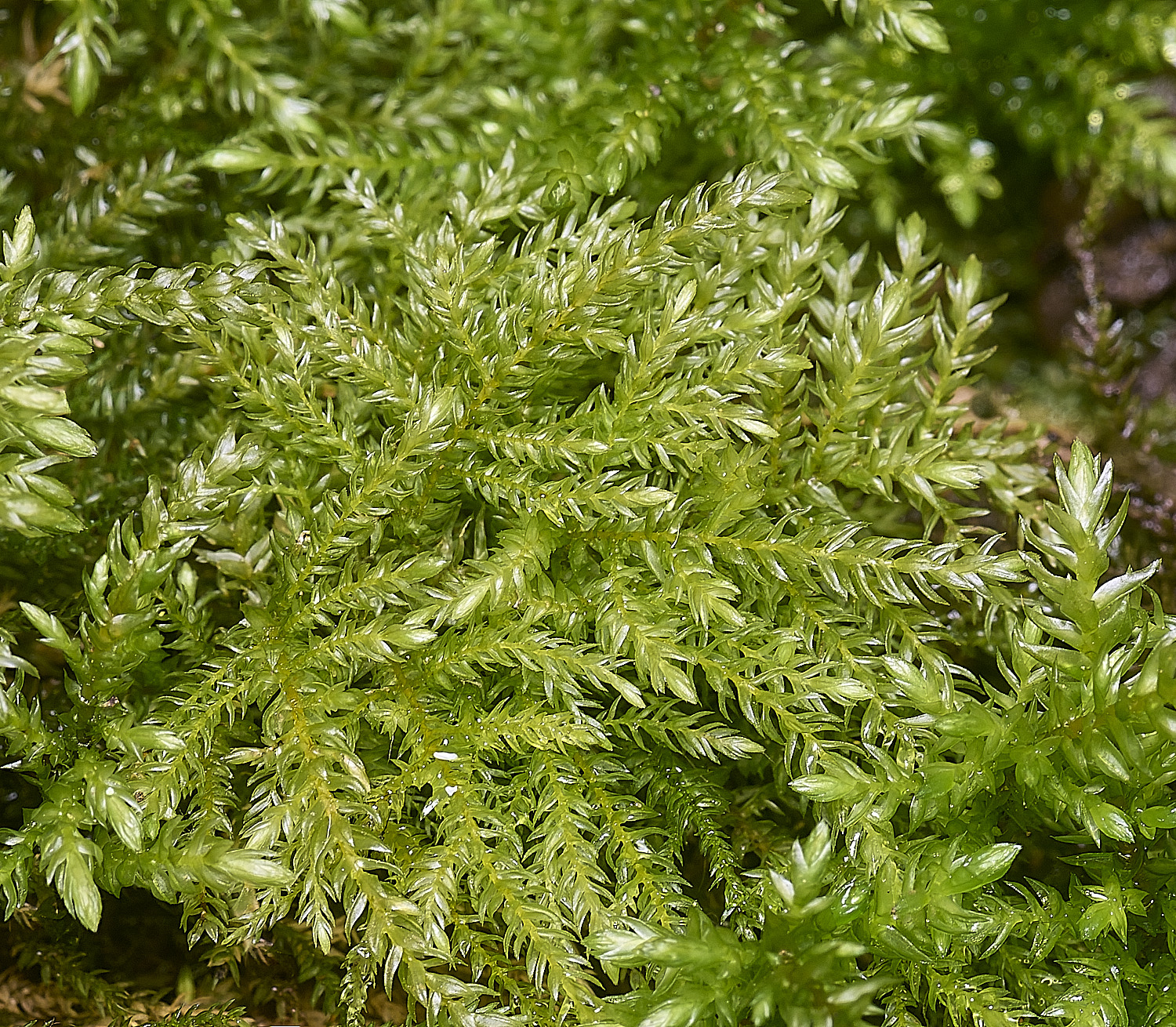 TheNarboroughsThamnobryumalopecurum290326-2