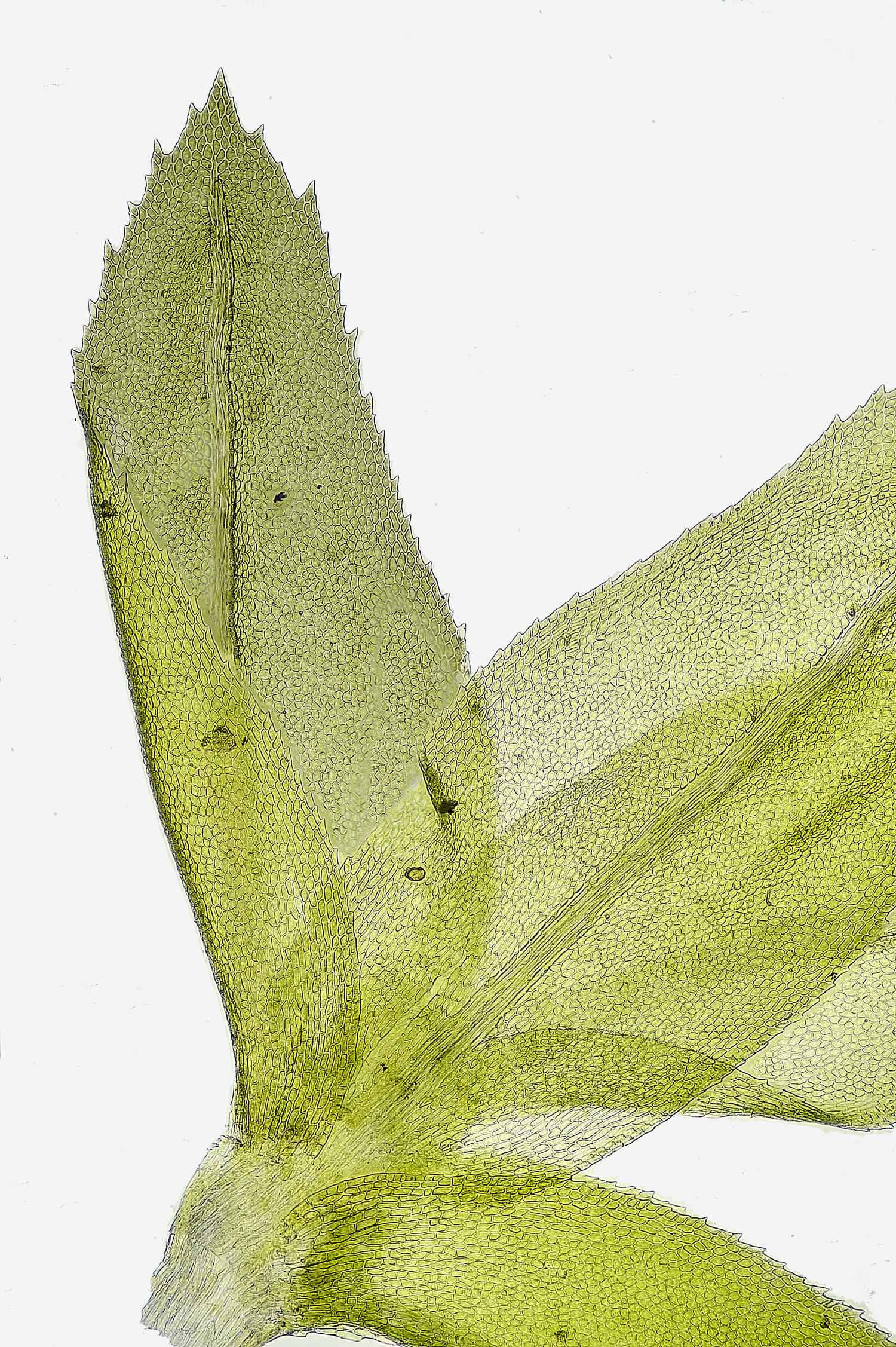 TheNarboroughsThamnobryumalopecurum290326-4