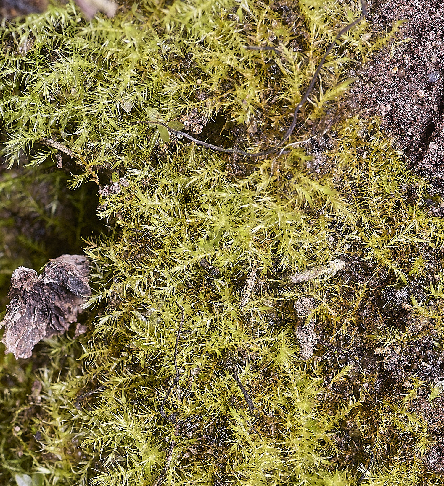 TheNarboroughsThreads290326-2