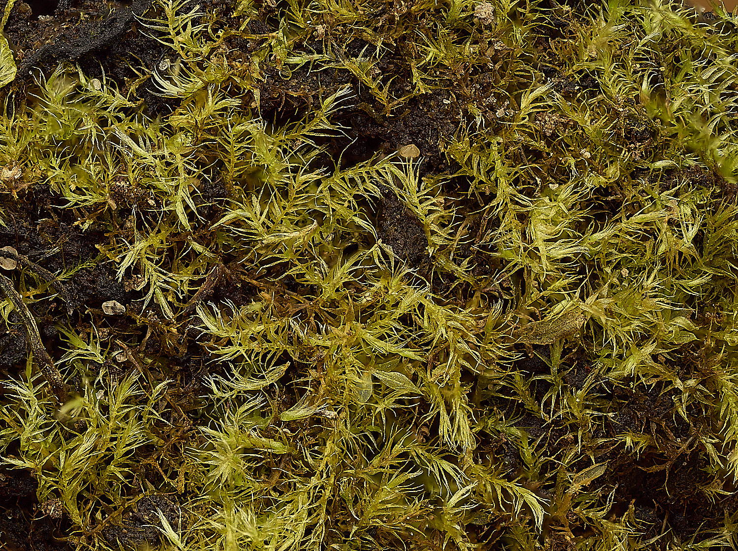 TheNarboroughsThreads290326-3