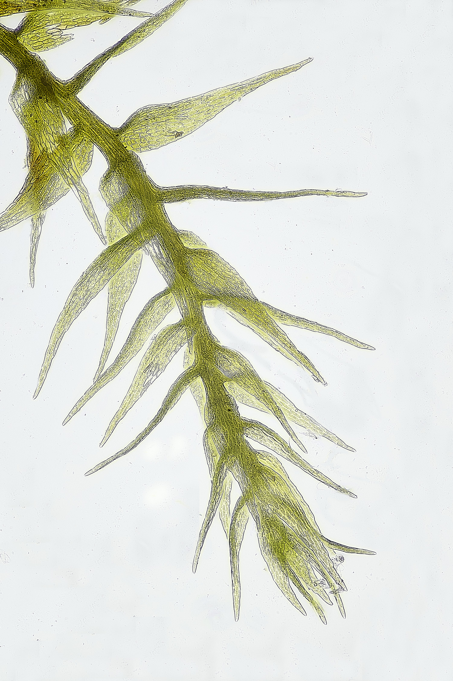 TheNarboroughsThreads290326-4