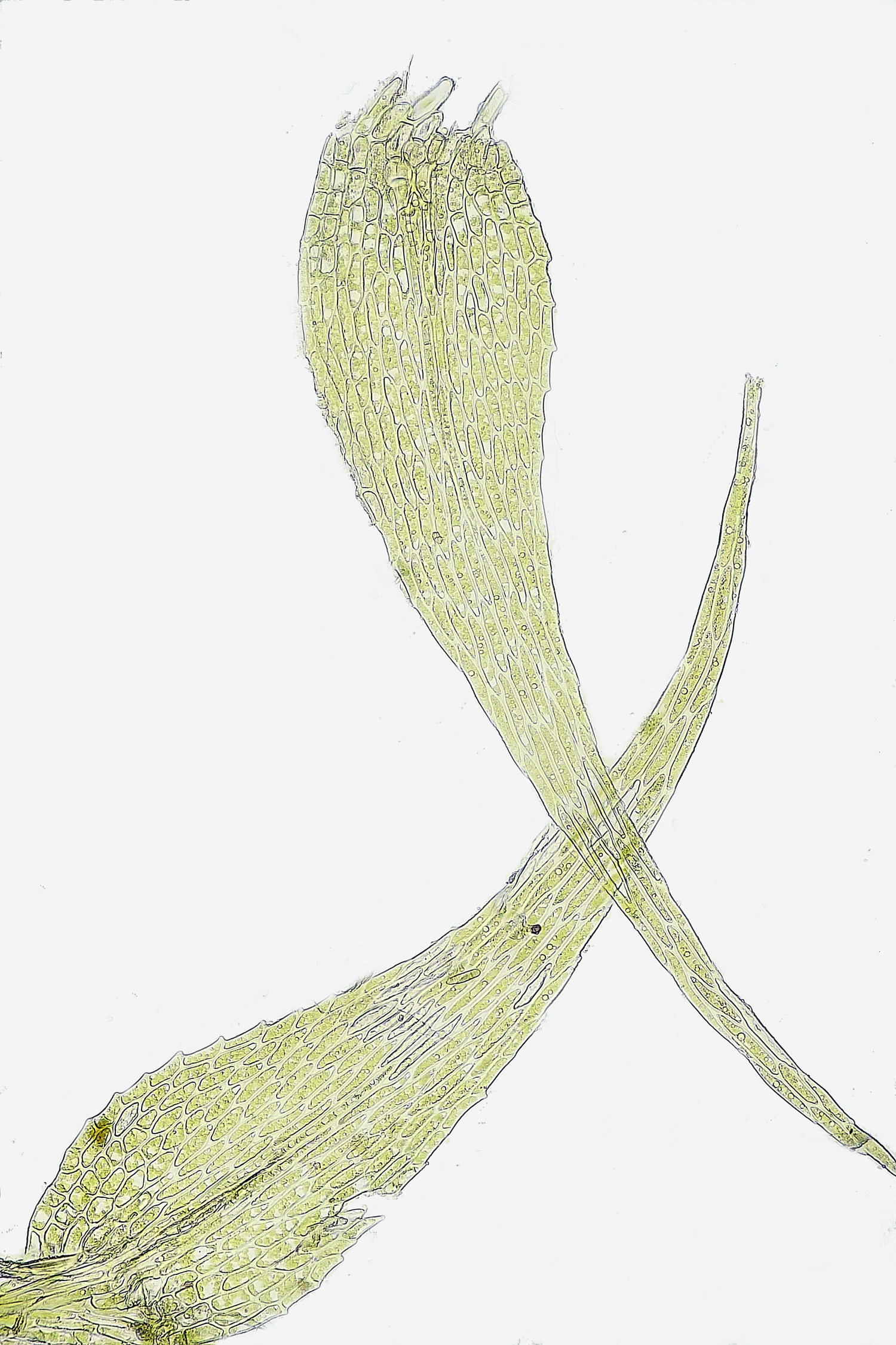 TheNarboroughsThreads290326-7