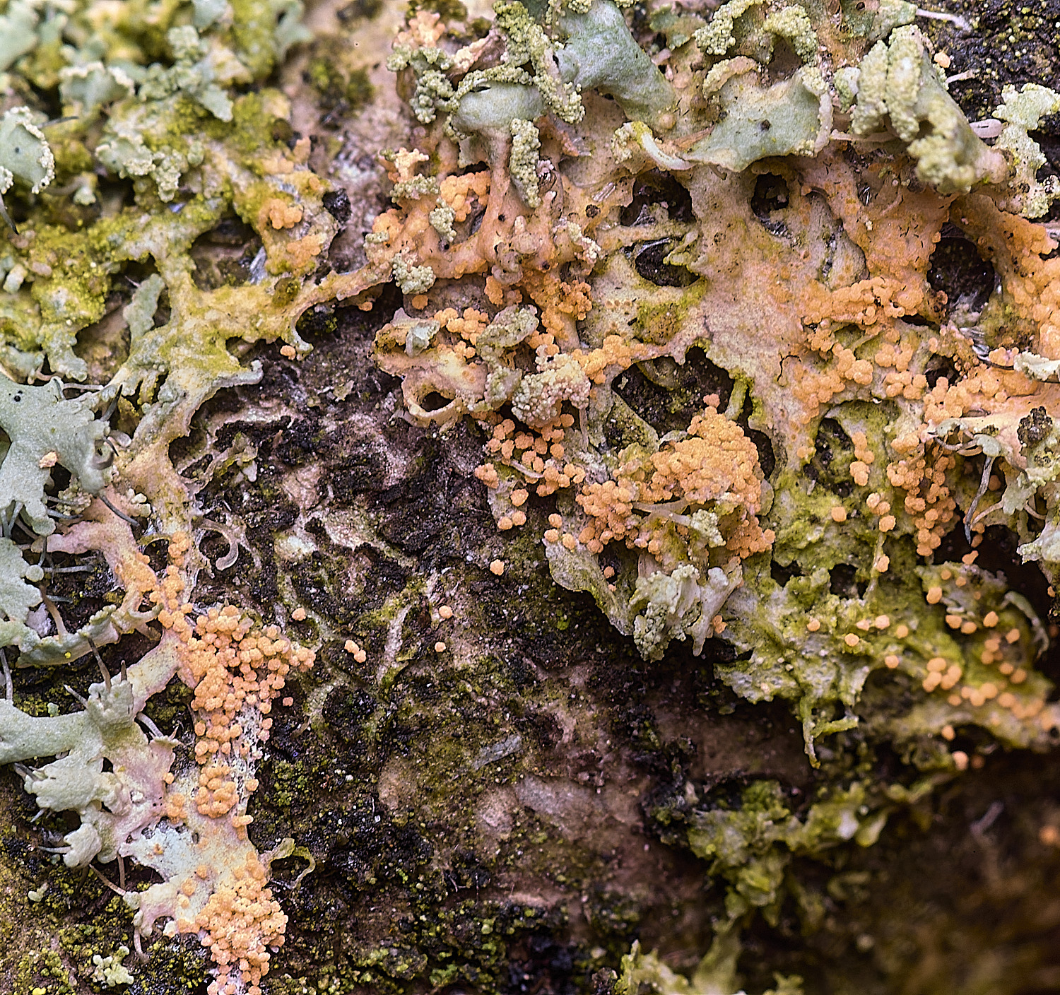 ThwaiteCommonLF1090326-2