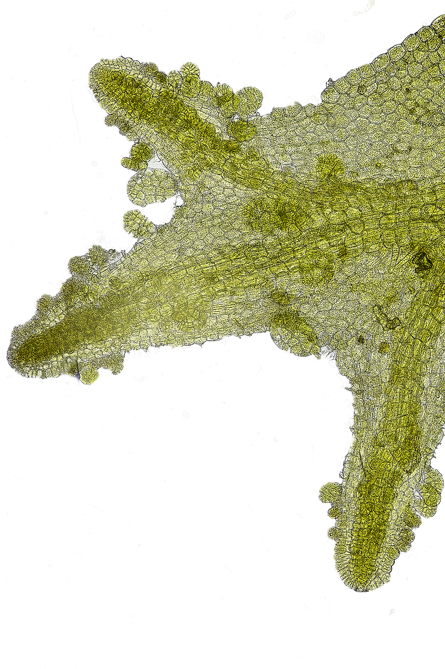 ThwaiteCommonMetzgeriaviolacea090326-2