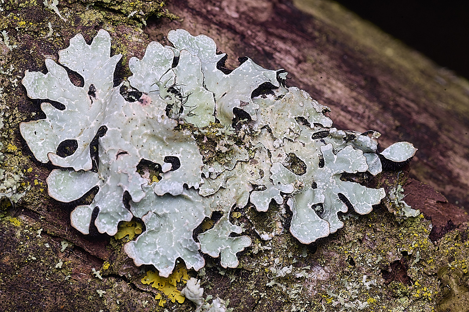 ThwaiteCommonParmeliasulcata090326-1