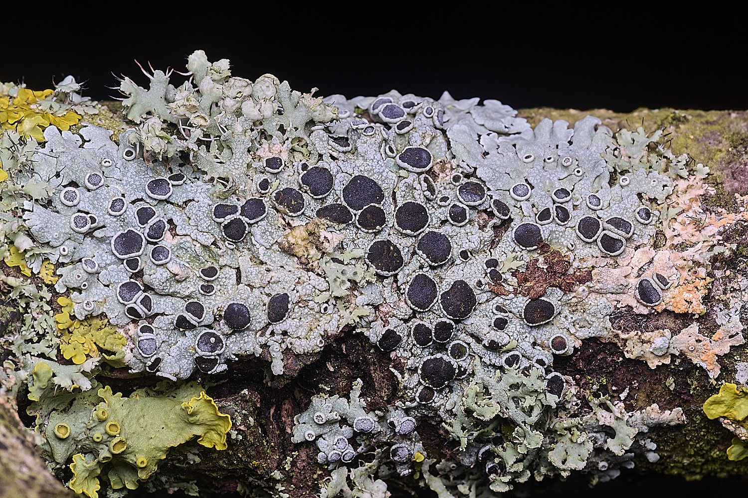 ThwaiteCommonPhsciaaipolia090326-1