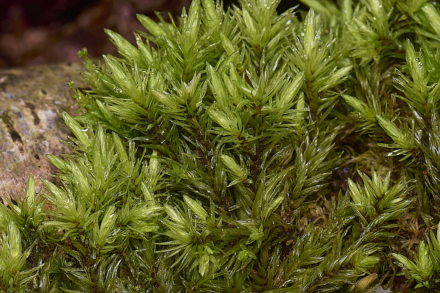 WaveneyForestAulocomniumpalustre010226-1