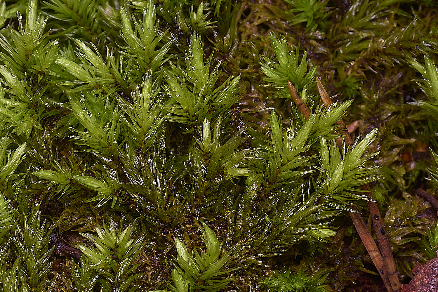 WaveneyForestAulocomniumpalustre010226-2