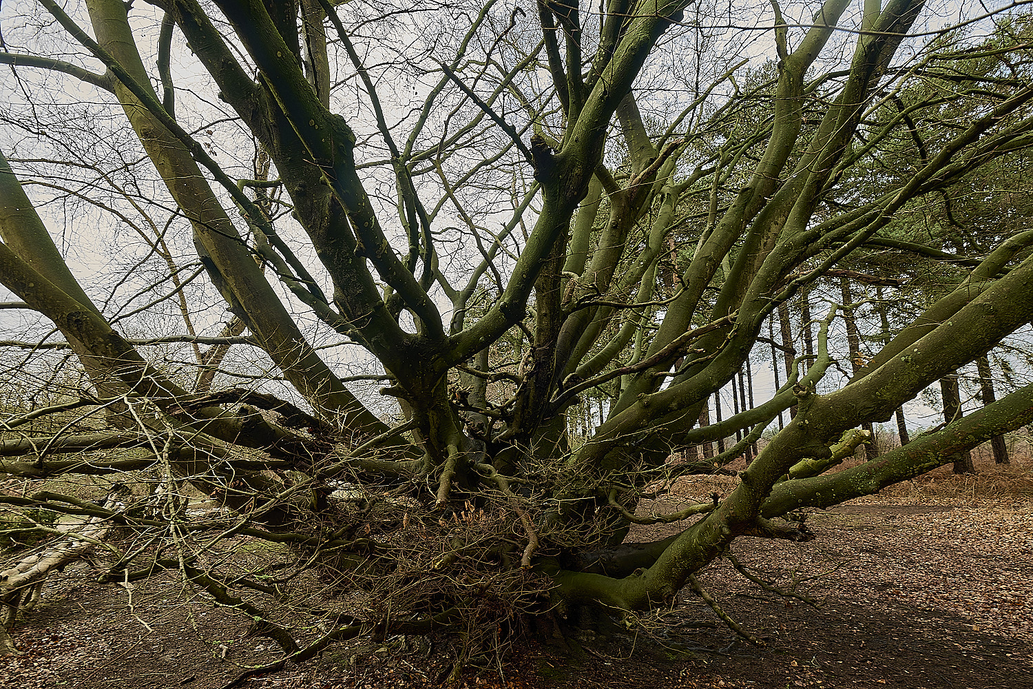 WaveneyForestBeech010226-4