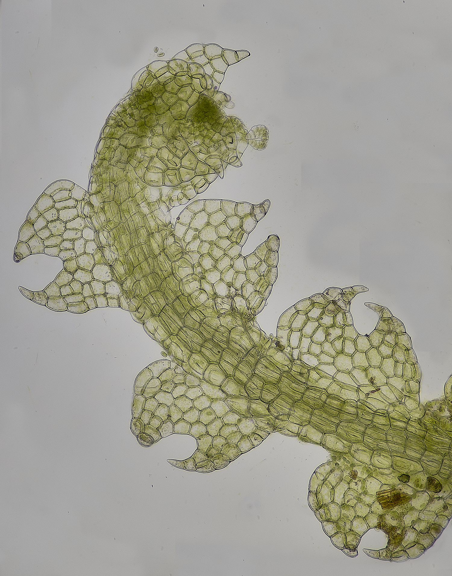 WaveneyForestCconnivens010226-1 1