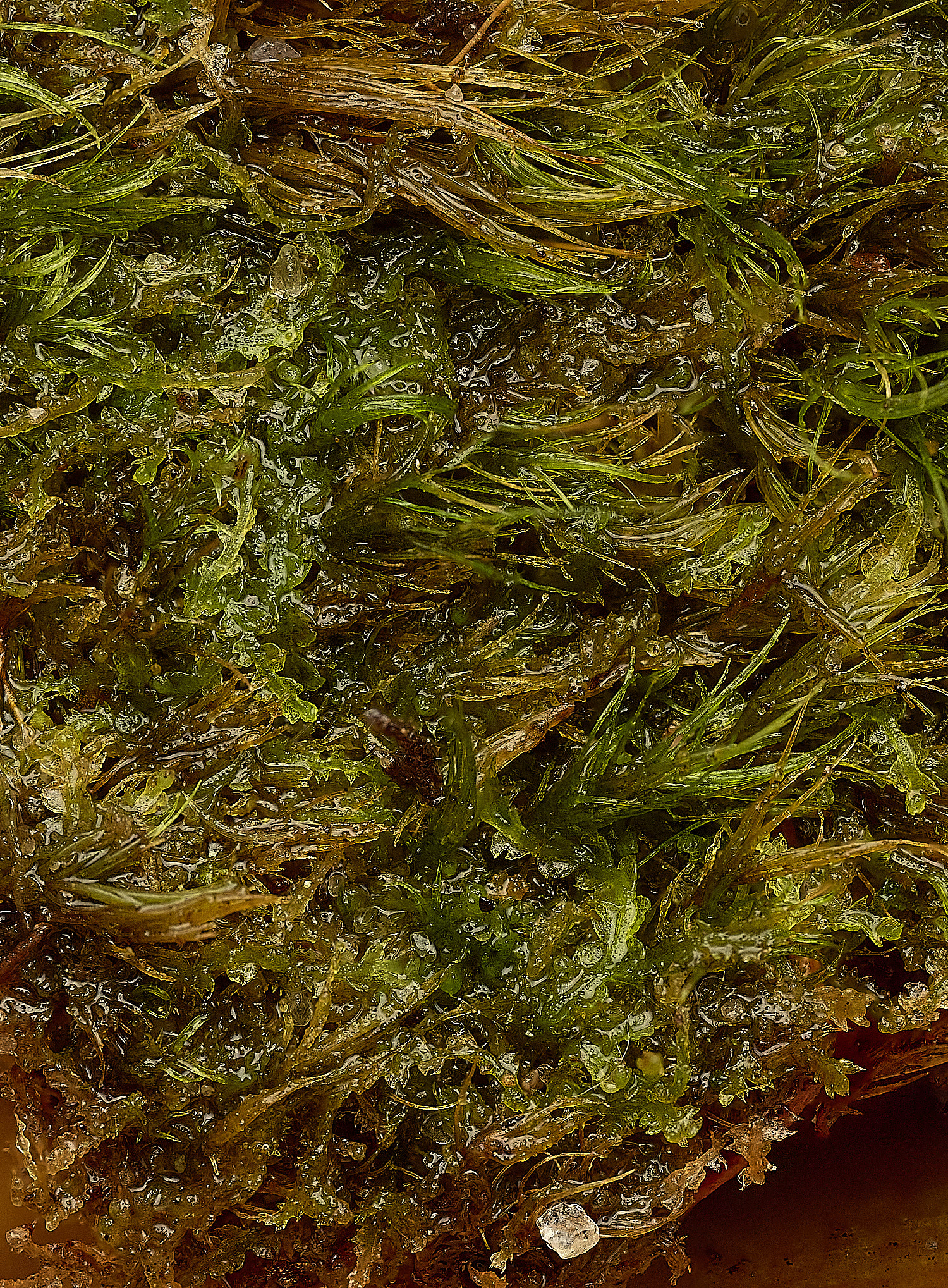 WaveneyForestCconnivens010226-3 1