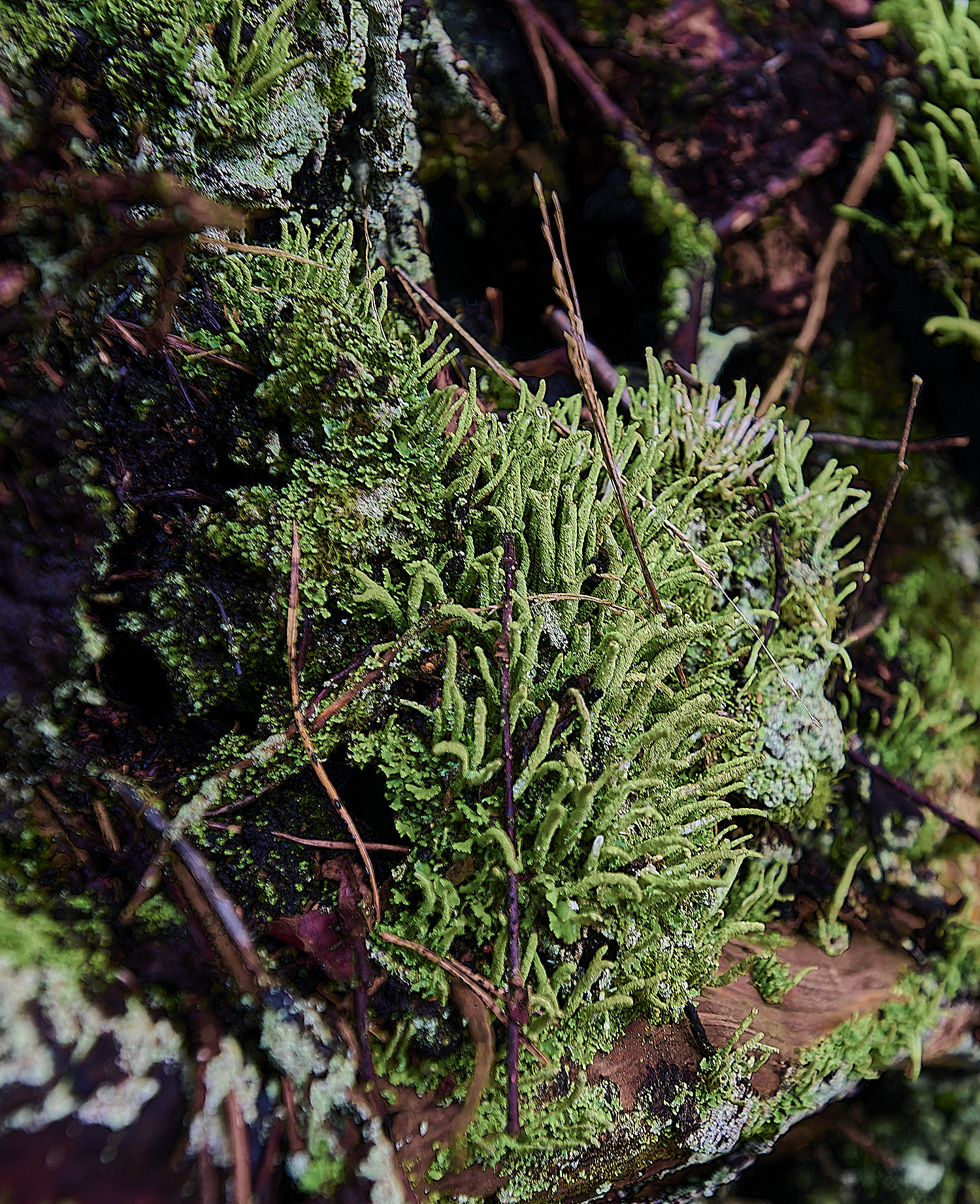 WaveneyForestCladoniaconiocrea010226-1