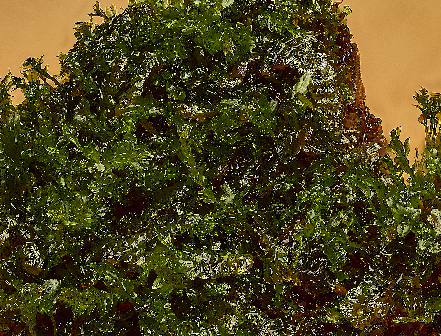 WaveneyForestCmuelleriana010226-2