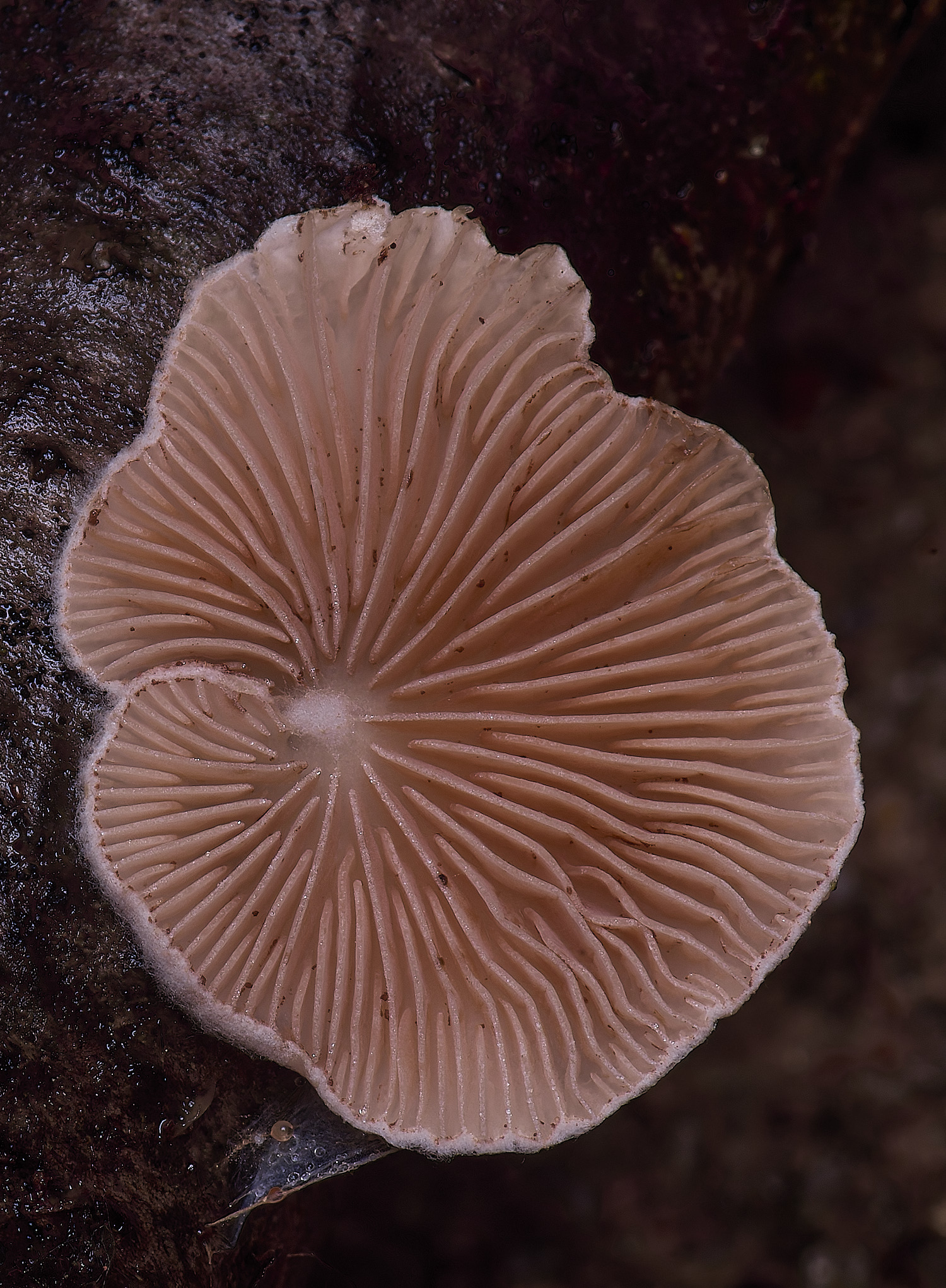 WaveneyForestCrepidotus010226-1
