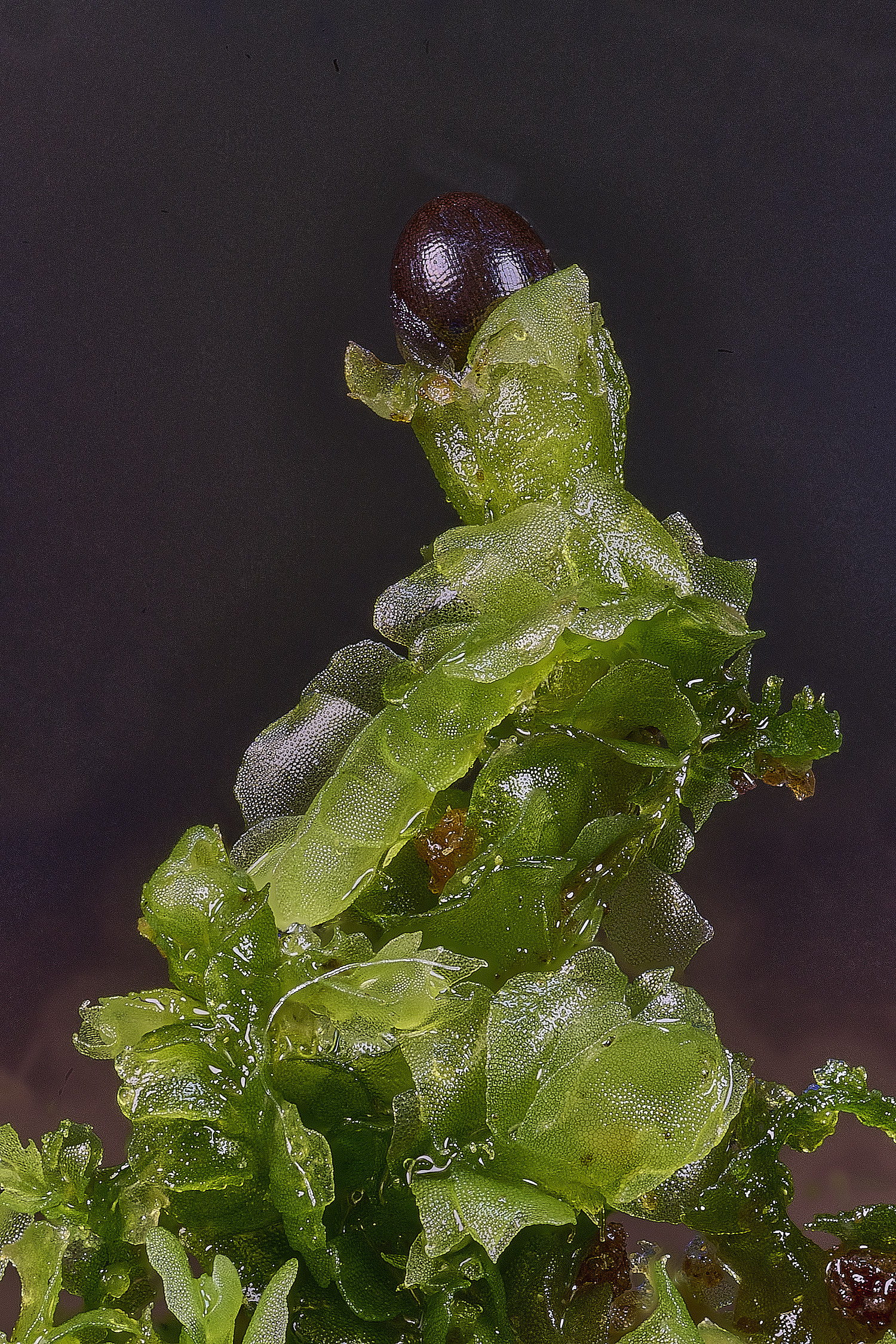 WaveneyForestLheterophylla010226-2 2 1