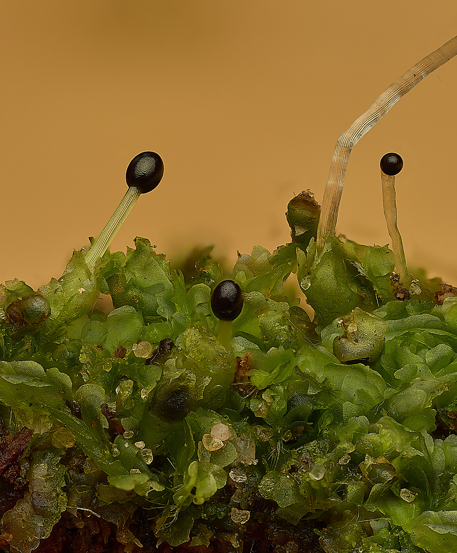 WaveneyForestLheterophylla010226-3