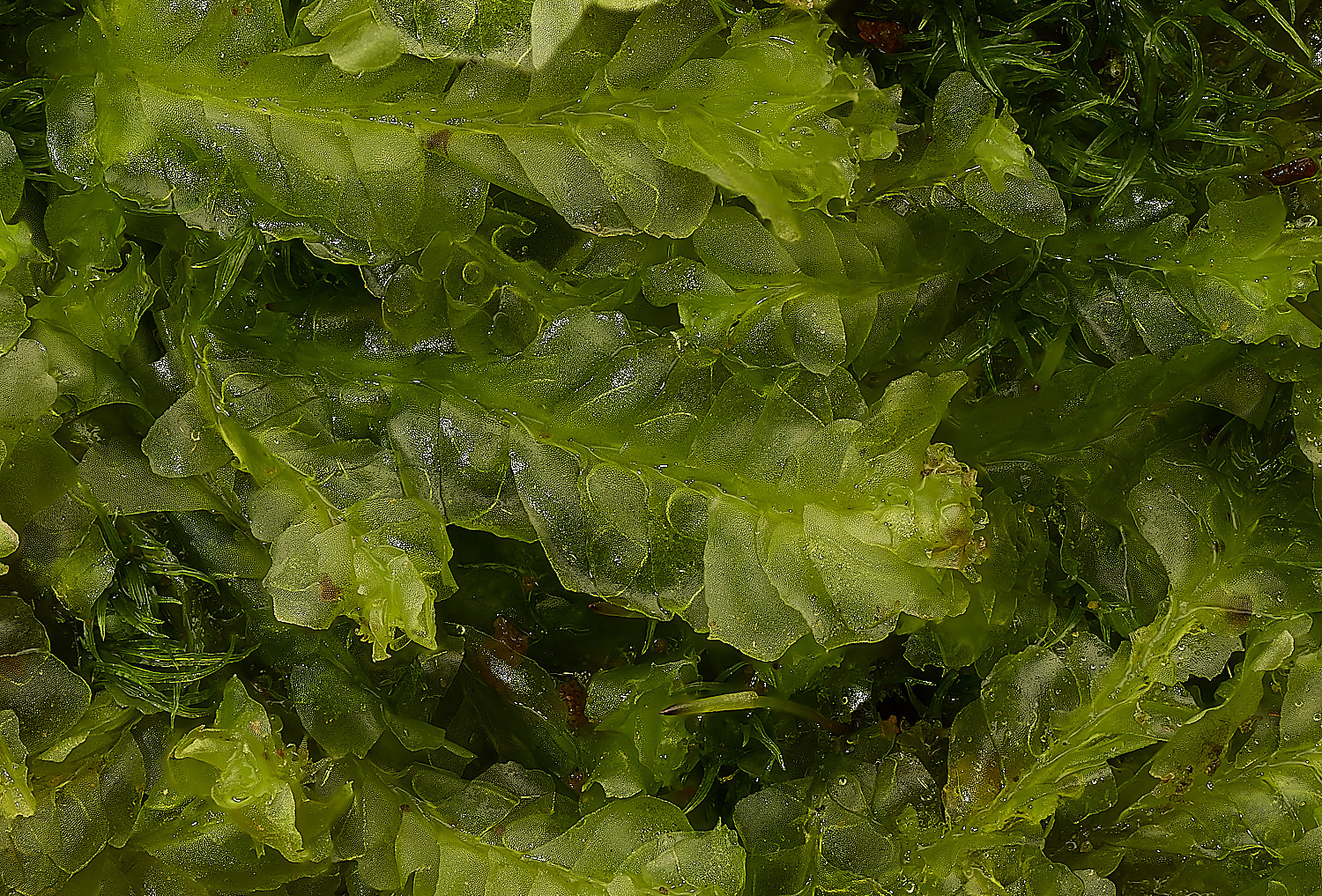 WaveneyForestLsemiteres010226-3