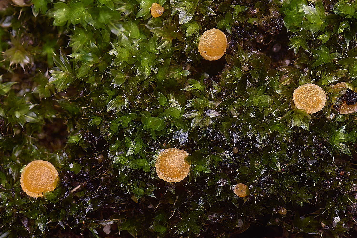 WaveneyForestOrangeFungus010226-2