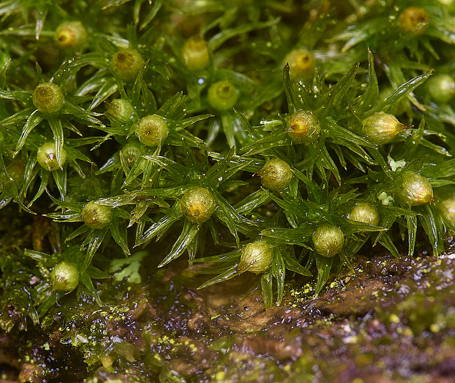WaveneyForestOrthotrichumstriatum010226-4