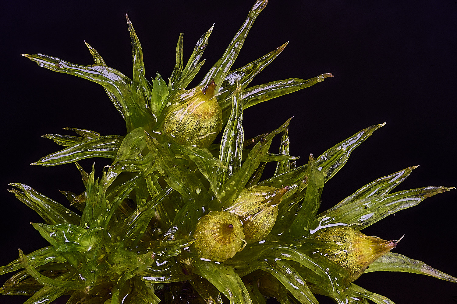 WaveneyForestOstriatum010226-5