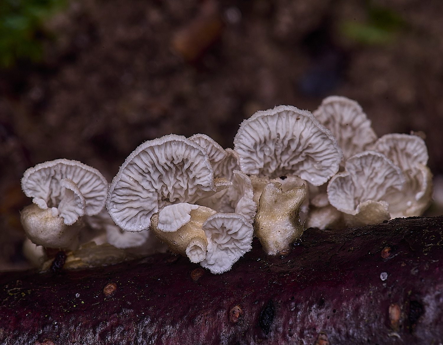 WaveneyForestPcrispa010226-2