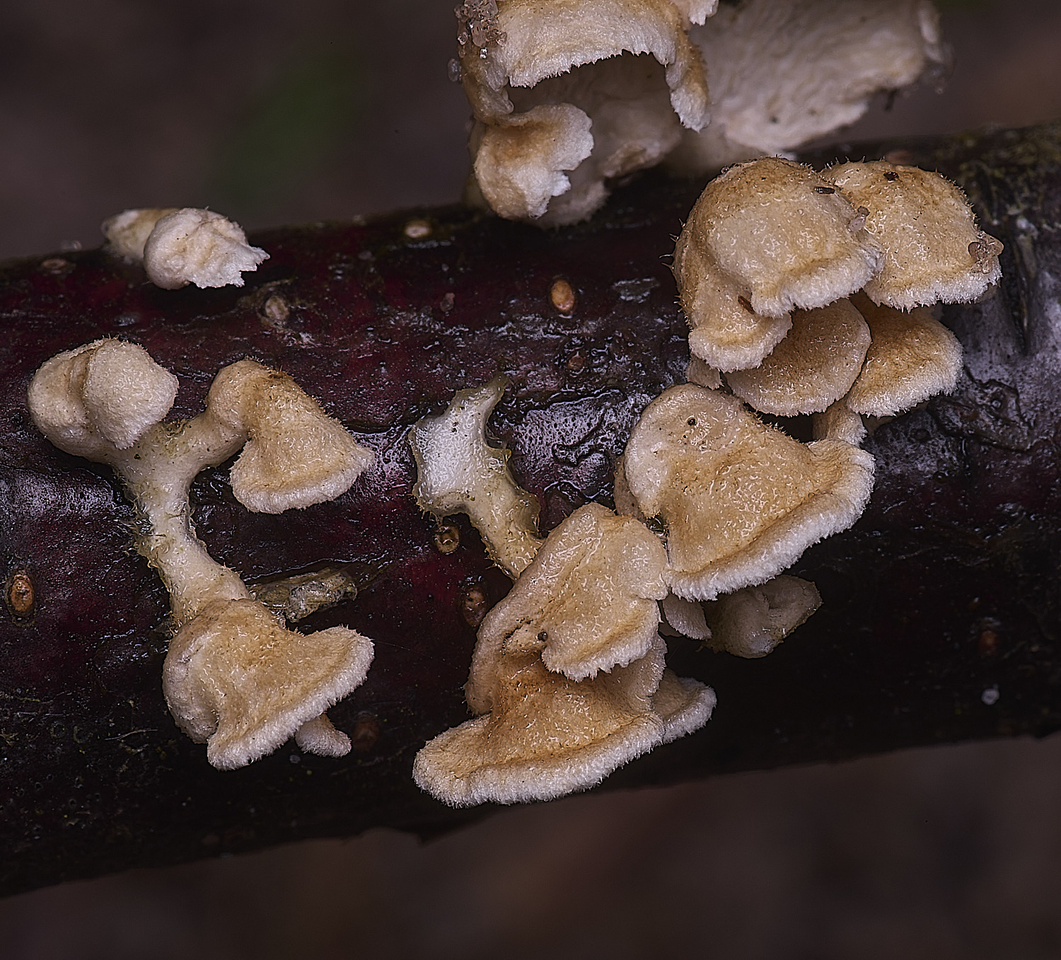 WaveneyForestPcrispa010226-3