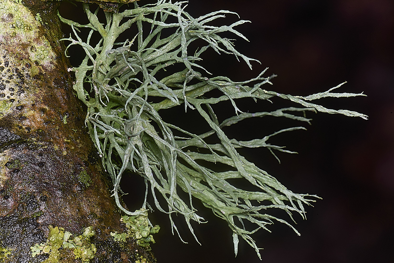 WaveneyForestRamulinafarinacea010226-1