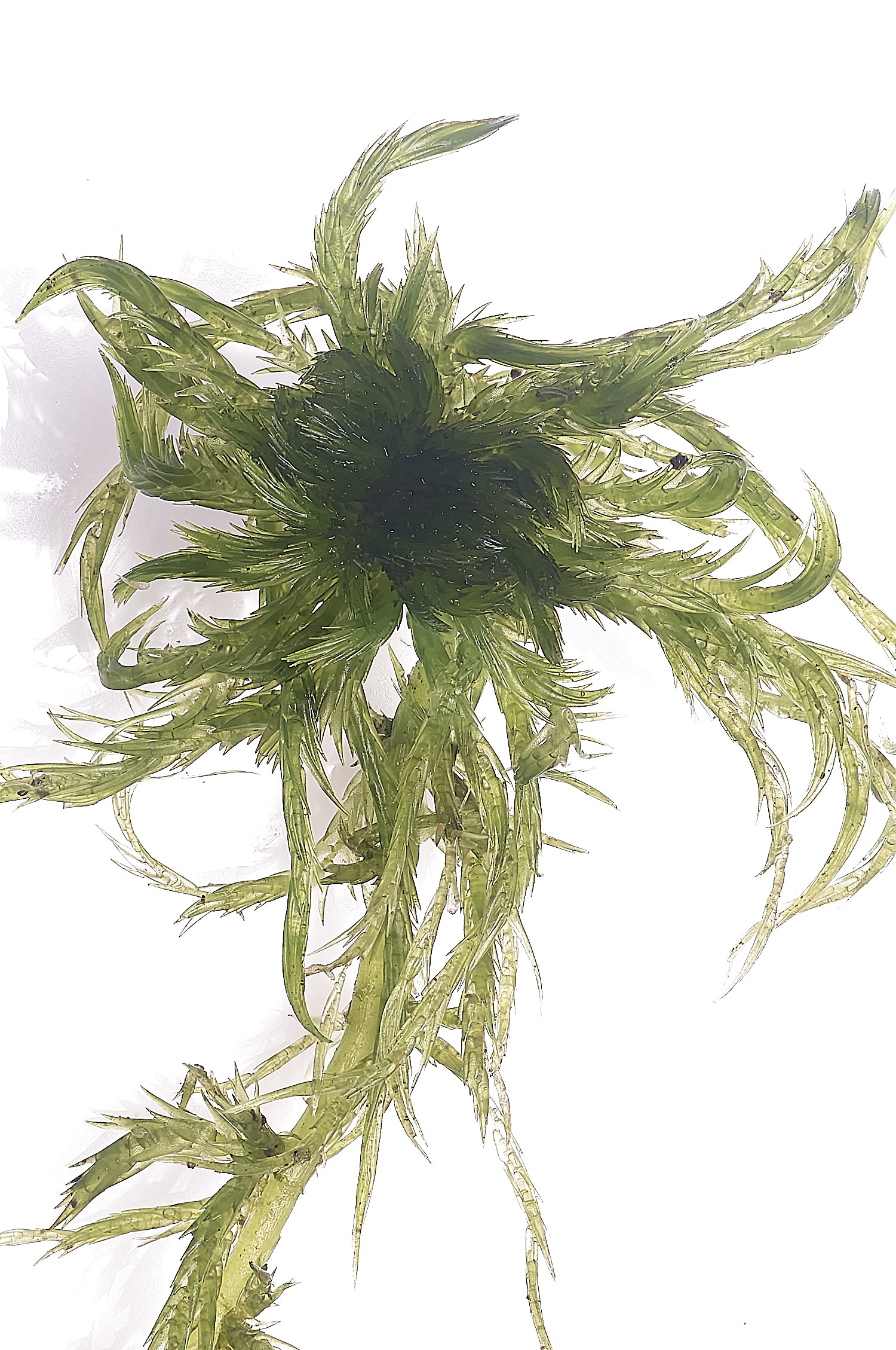 WaveneyForestSphagnumdenticulatum010226-1